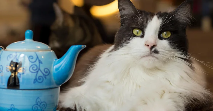 Cat Cafe Macskakávézó Budapest