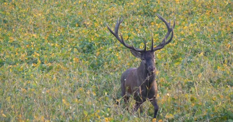Elite Hunting Vadászatszervező Iroda Érd