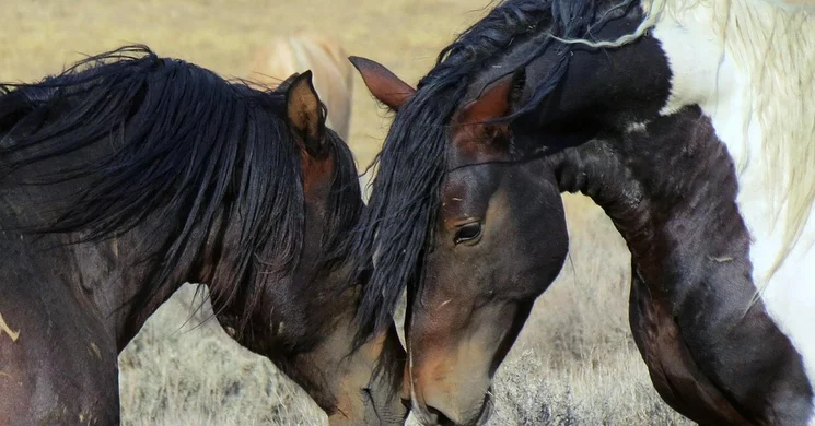 Lovas Majális Orosháza 2026 - Családi program a bogárzói lóversenypályán