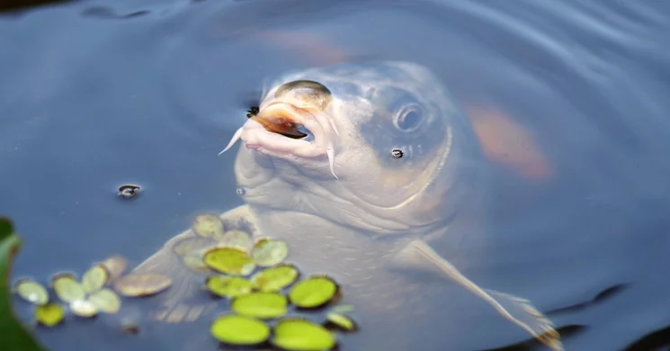 Gyevi Halfesztivál Algyő 2026