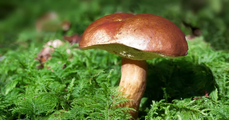 Miskolci Gombász Egyesület