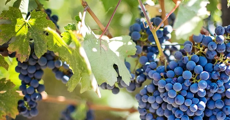 Bolyki Pincészet és Szőlőbirtok Eger
