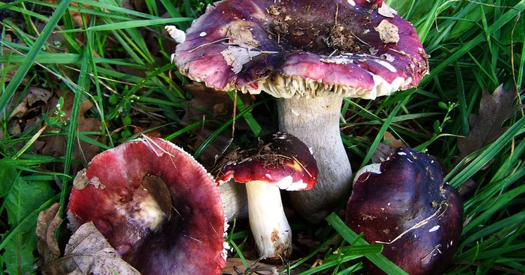 Gombaismereti Tanösvény – Bejcgyertyános, Farkas-erdő