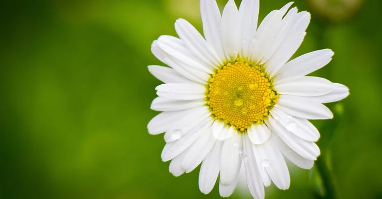 Fesztiválok június 2026