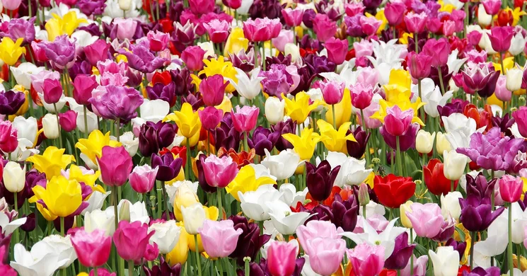 Tulipánhagyma vásár és fesztivál Kőröshegy