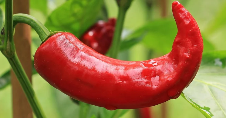 Paprika Múzeum Bátya