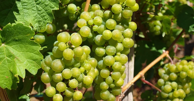 Vinum Veress Pincészet Zalaszentgrót