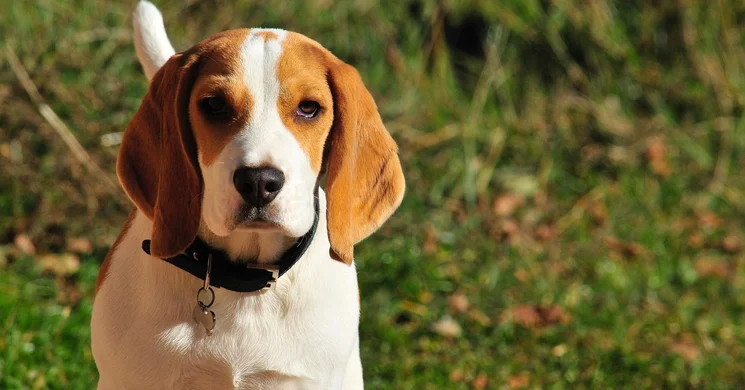 Kutyás találkozó Veszprém 2026 - Országos Beagle Találkozó