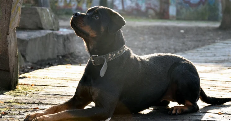 Rottweiler kiállítások