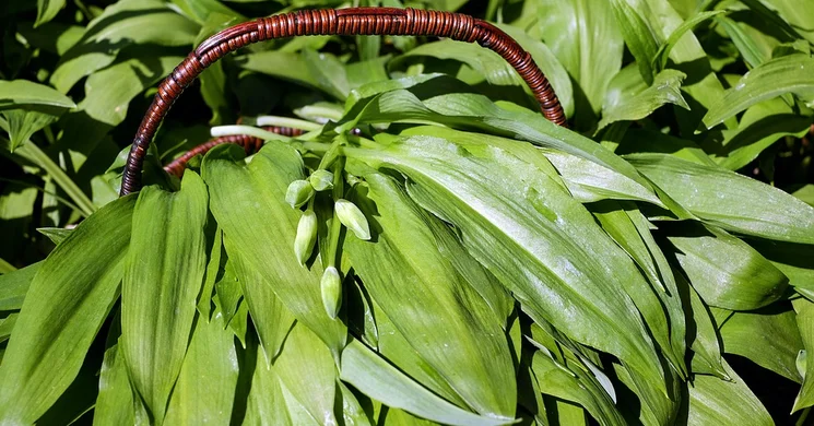 Medvehagyma Fesztivál Balf