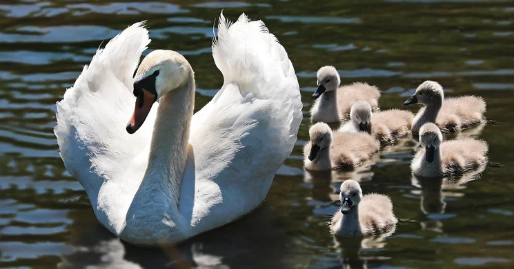 Október 1. hétvégéje. Európai madármegfigyelő napok