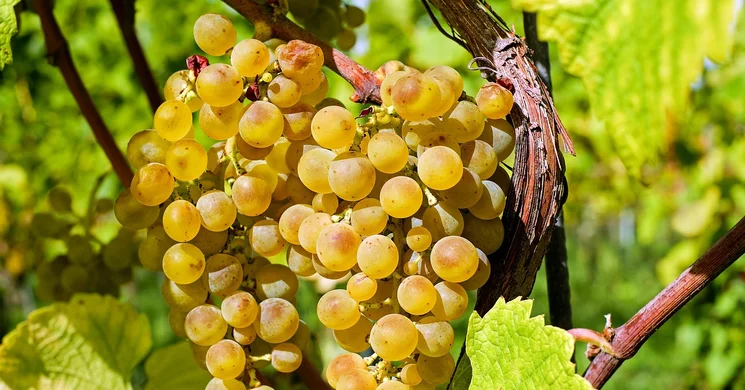 Vinum Regum, Rex Vinorum Borrend - Tokaj