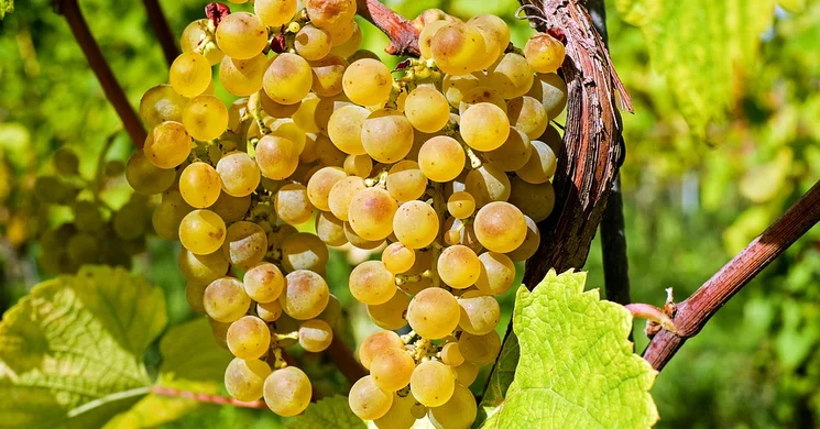 Alexandra Kispincészet