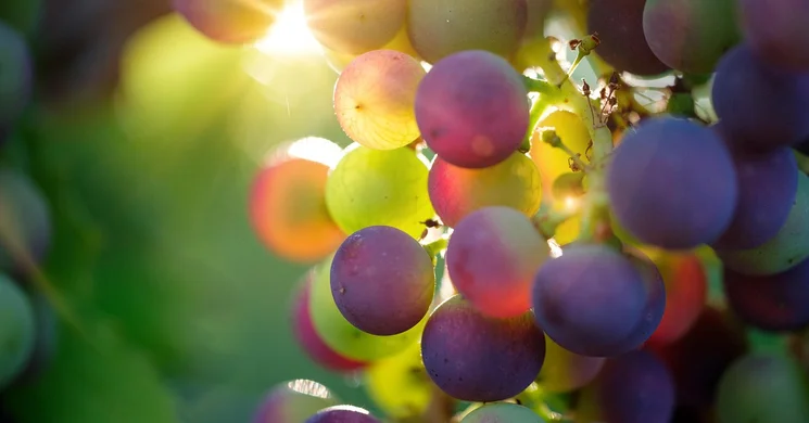 Maroshegyi Böndörödő Székesfehérvár