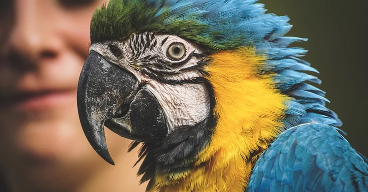 Állatvásár Nyárád 2026 - Állat, Növény és Kézműves vásár