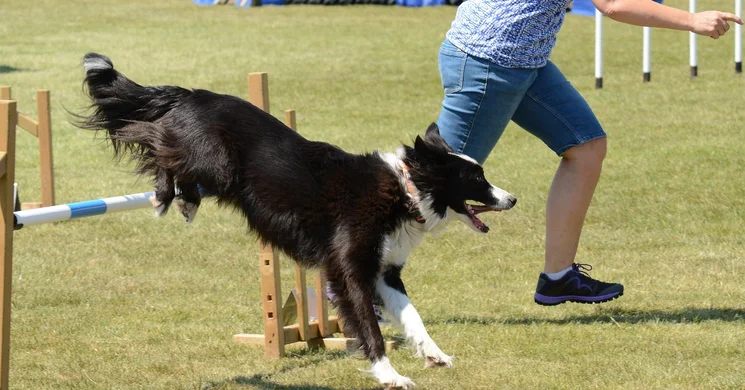 Agility verseny 2026 - Események, rendezvények