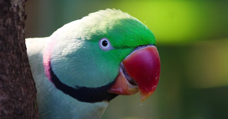 Nemzetközi Díszmadár Kiállítás és Vásár 2026 Budapest - National Bird Show