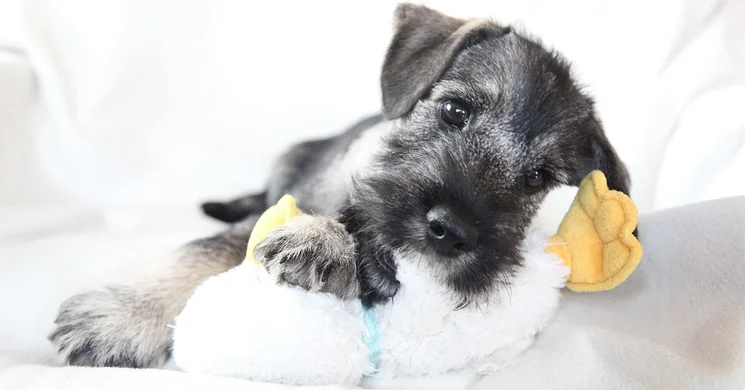 Schnauzer Találkozó 2026
