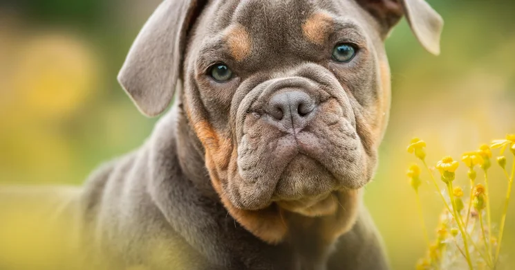 Bulldog Találkozó 2026 - Őszi Országos Bulldog Találkozó