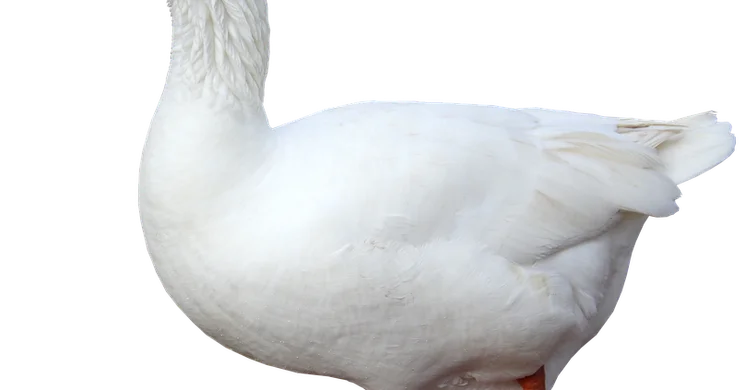 Tállyai Libadalom