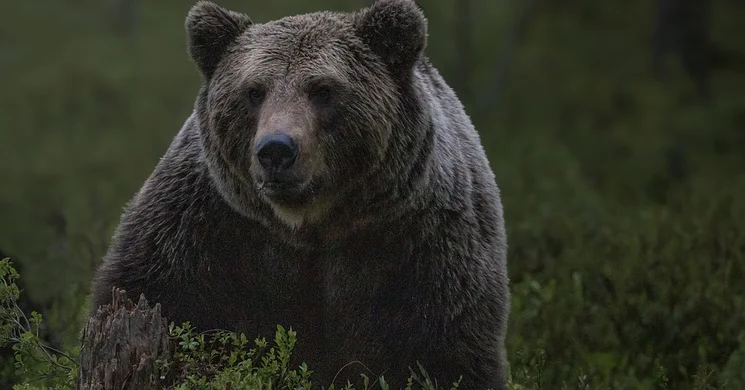 Állatkertek Éjszakája Veresegyház
