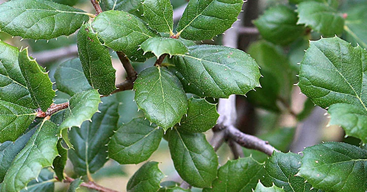 Budakeszi Herbárium