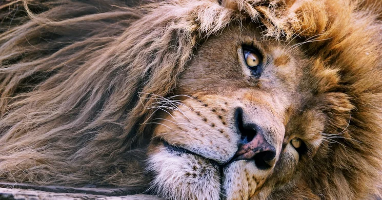 Gyöngyösi Állatkert programok 2026