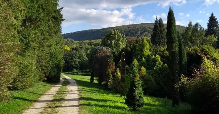 Agostyáni Arborétum látogatás Tatán, séta a fenyők erdejében