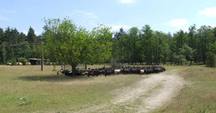 Barcsi Borókás tanösvény, ökotúra a Duna-Dráva Nemzeti Parkban