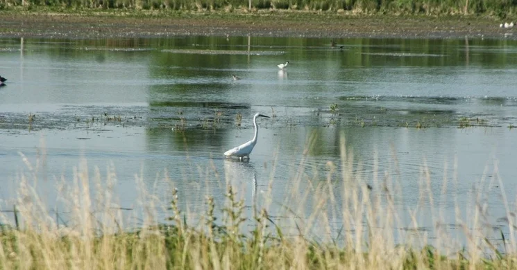 Madárles a Fertő-Hanság Nemzeti Parkban, hajnali madármegfigyelés Fertő-Kelet szikes tavainál