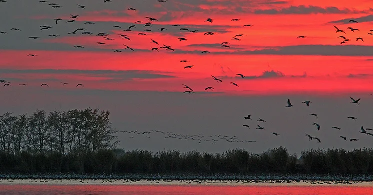 Vezetett túrák a darvak nyomában - Daruvonulás a Hortobágyi Nemzeti Parkban