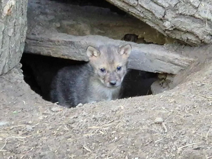 Állatkertek éjszakája 2026 Szarvas - Várjuk a Körös-Maros Nemzeti Park Állatparkjában