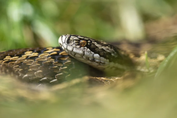Rákosi vipera túra 2026
