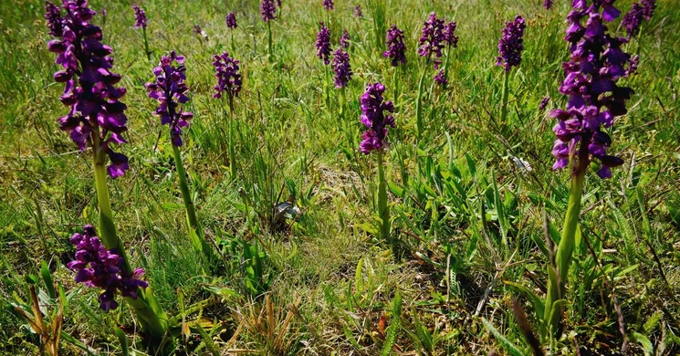 Orchidea túrák a Kiskunsági Nemzeti Parkban 2026