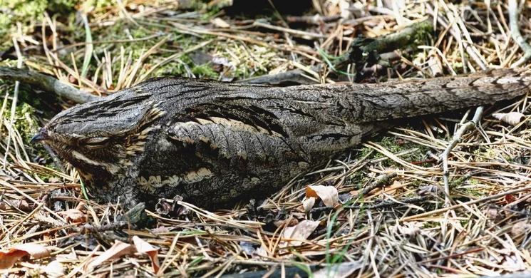 Lappantyúk Éjszakája 2026 - Túra a Kiskunsági Nemzeti Park szervezésében