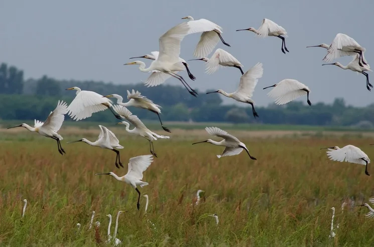 Kiskunsági Nemzeti Park programok 2026 - Események, rendezvények, fesztiválok