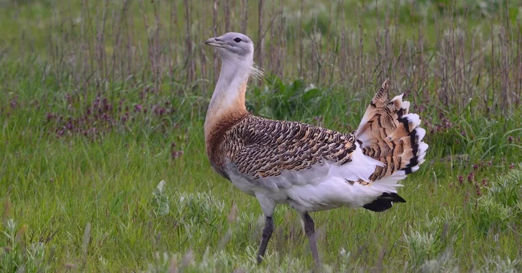 Túzok dürgés 2026 - Szakvezetéses túzokleső túrák a Kiskunsági Nemzeti Park szervezésében