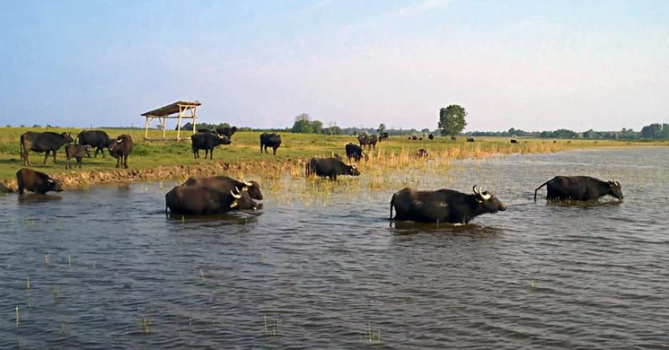 Bivalyrezervátum Mórahalom