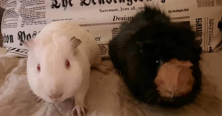 Magyar Tengerimalac-védő Egyesület