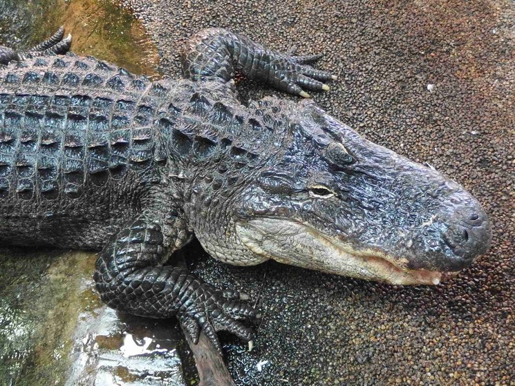 Trópusi eső és egzotikus élmények a Tropicariumban 2026-ban