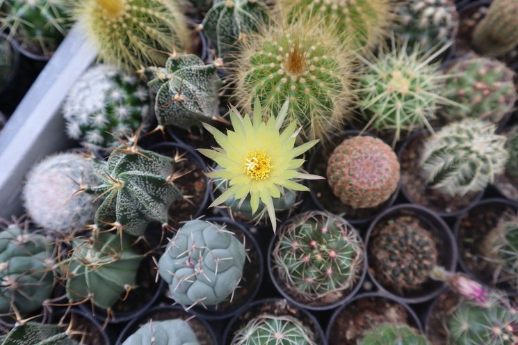 Kaktuszkiállítás Füvészkert Budapest
