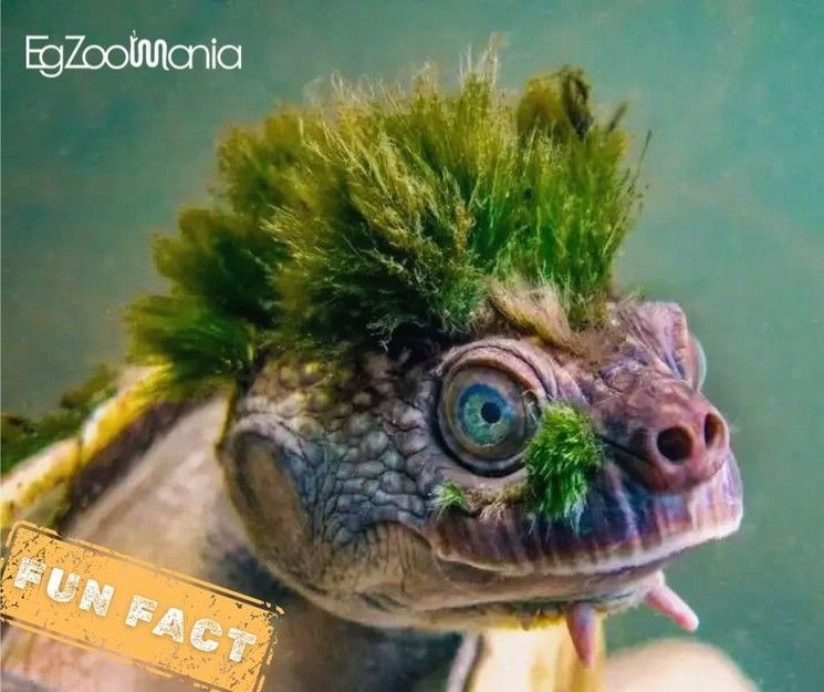 BOK csarnok programok 2026 Budapest - Események és rendezvények - online jegyvásárlás