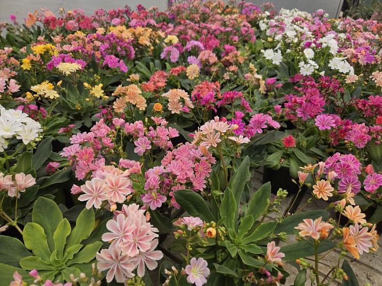 Anyák napi virágvásár Vindornyaszőlős 2026 - Virágvásár és kertészeti élmények