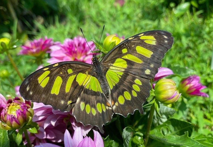 Indiai lótusz vásárlási lehetőség szakmai tanácsadással a Motobutterfly Lepkekertben