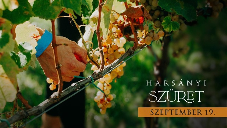 Harsányi Szüret 2026 Sárospatak