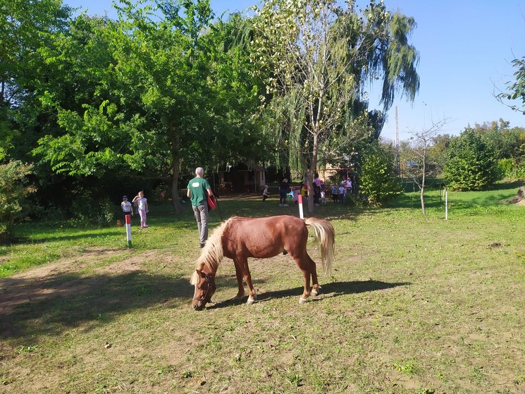 Nyíregyházi állatsimogató program a Kincses Szigeten