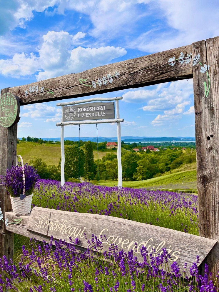 Levendula Ünnep Kőröshegy 