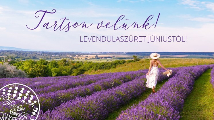 Levendulaszüret Kőröshegyen 2025