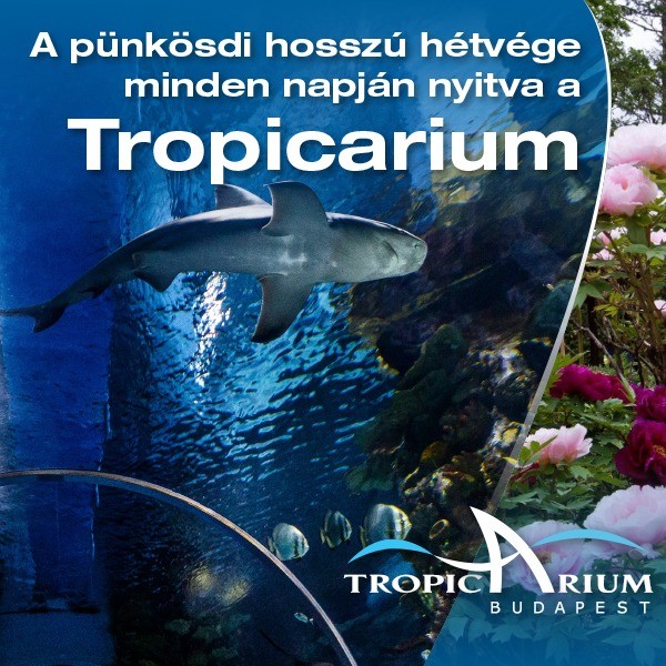 Pünkösd a Tropicariumban 2026 - hosszú hétvégi családi program Budapesten
