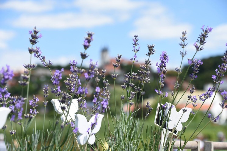 Levendula Fesztivál Tihany 2026 - Több Mint Levendula Gyógy- és Fűszernövény Fesztivál 
